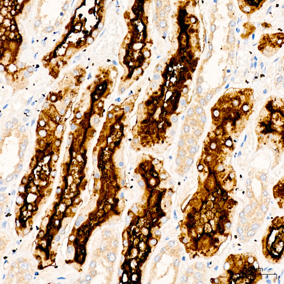 CD13 Rabbit Polyclonal Antibody - Image 5