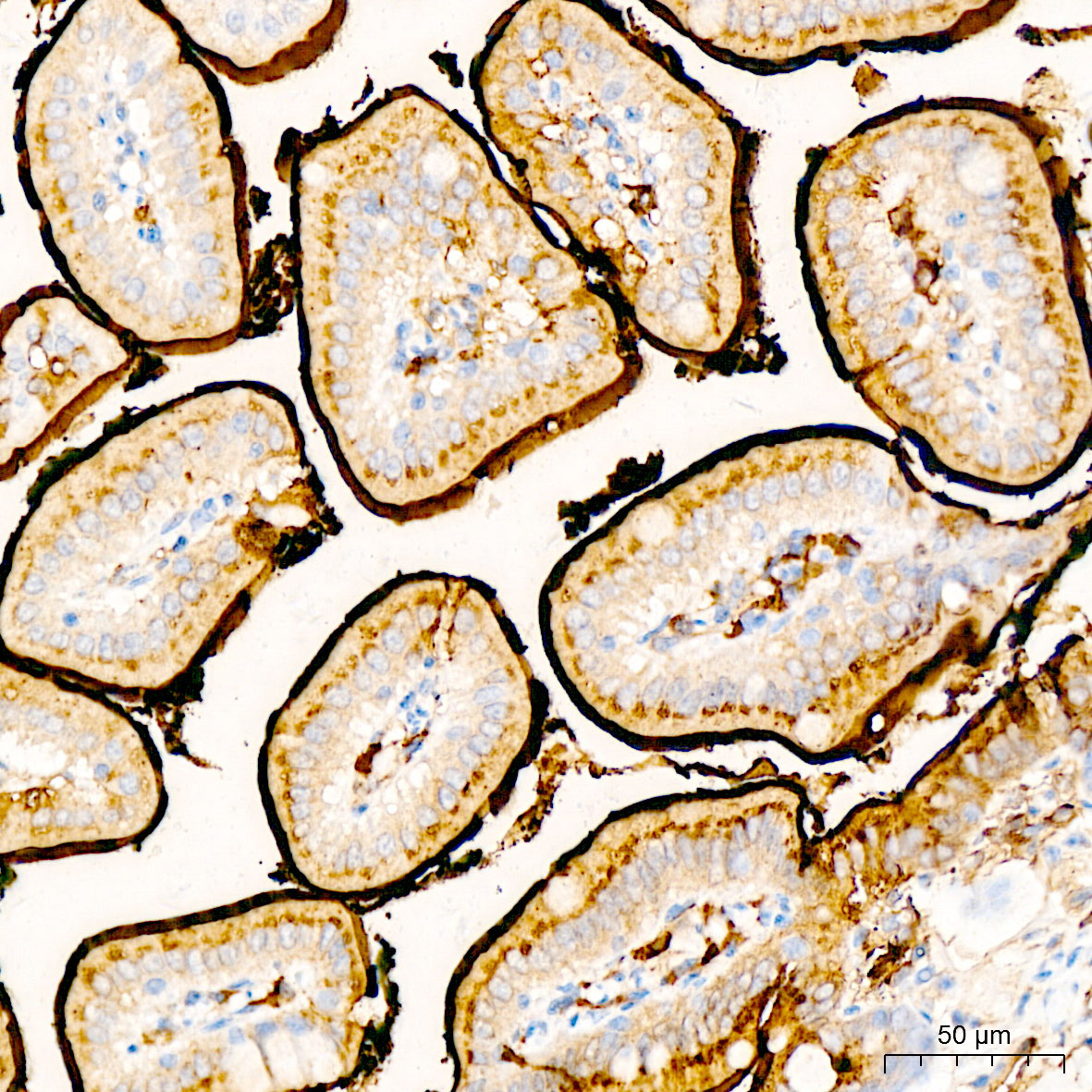 CD13 Rabbit Polyclonal Antibody - Image 6