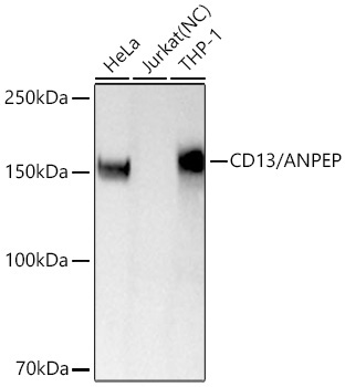 CD13/ANPEP Rabbit Monoclonal Antibody