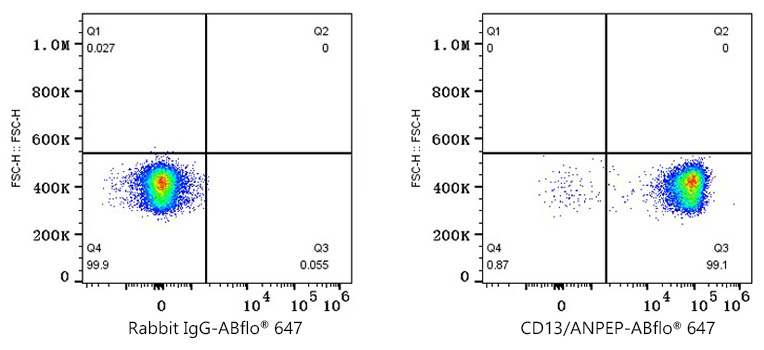 CD13/ANPEP Rabbit Monoclonal Antibody - Image 2