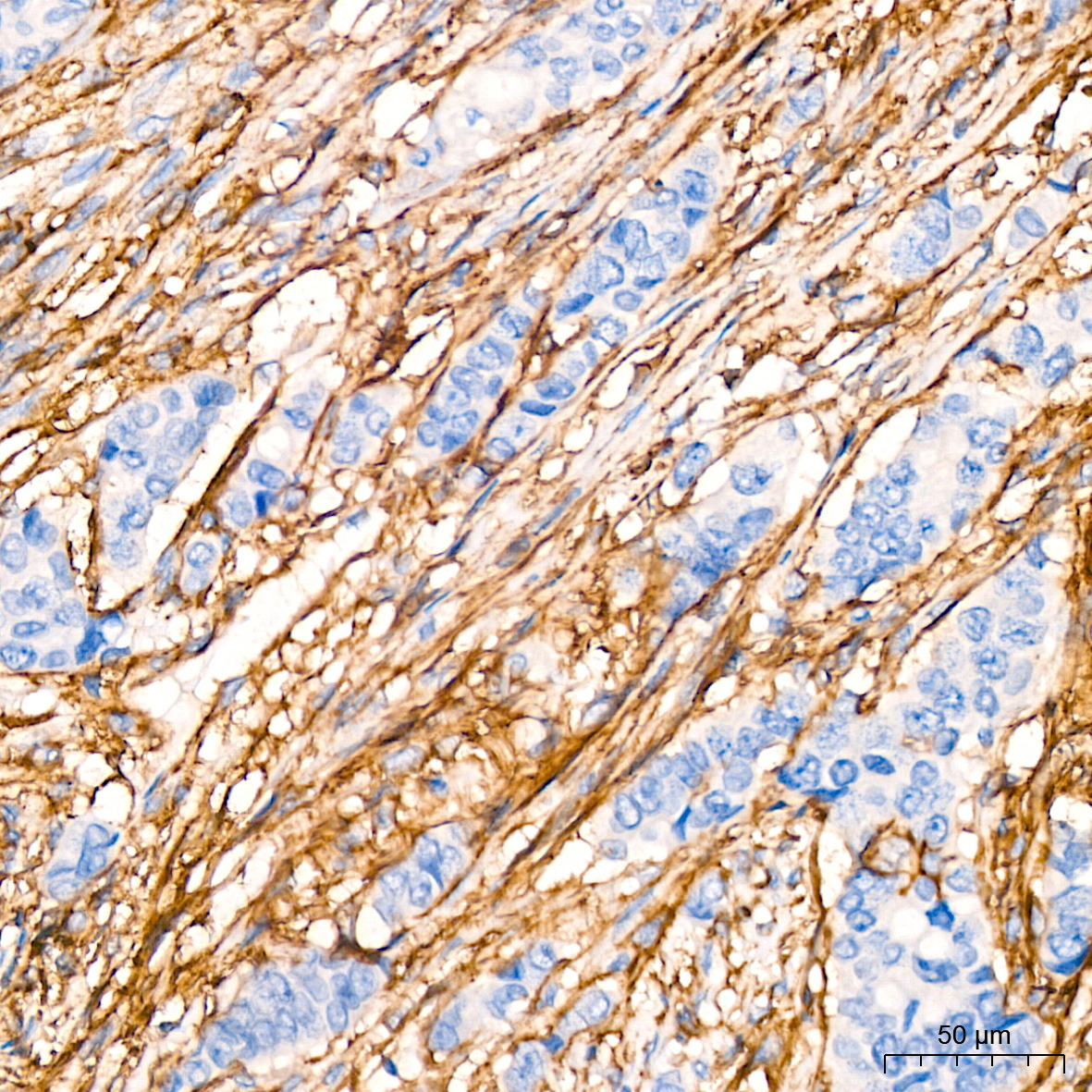 CD13/ANPEP Rabbit Monoclonal Antibody - Image 3