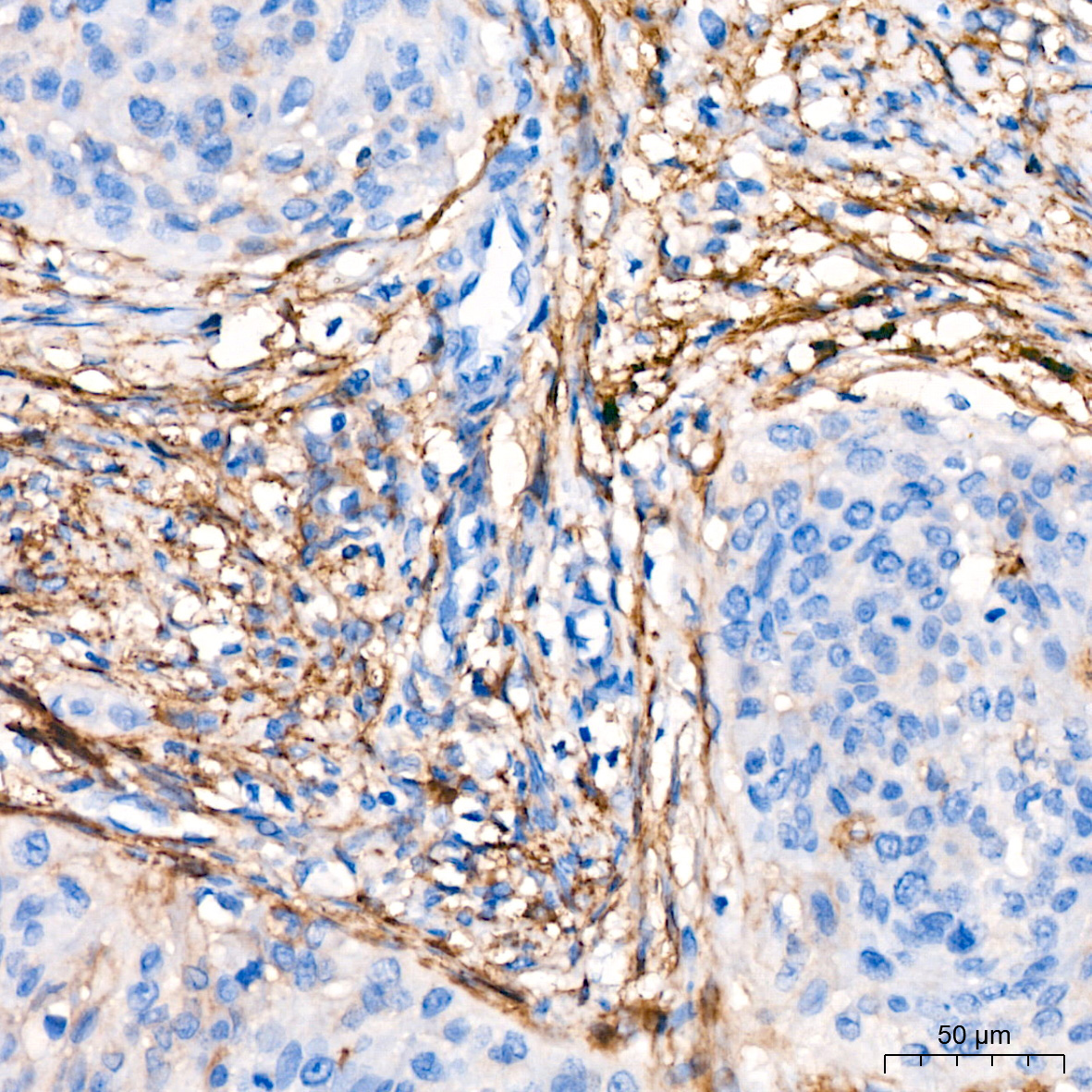 CD13/ANPEP Rabbit Monoclonal Antibody - Image 5