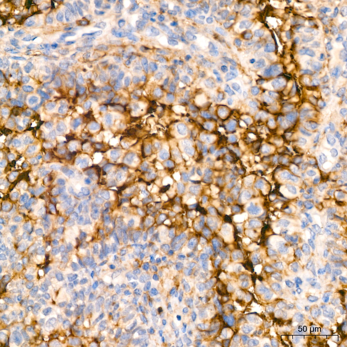CD13/ANPEP Rabbit Monoclonal Antibody - Image 6