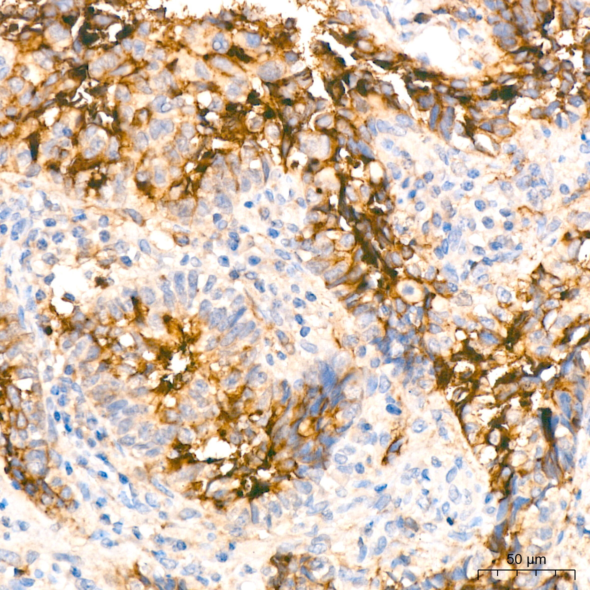 CD13/ANPEP Rabbit Monoclonal Antibody - Image 7