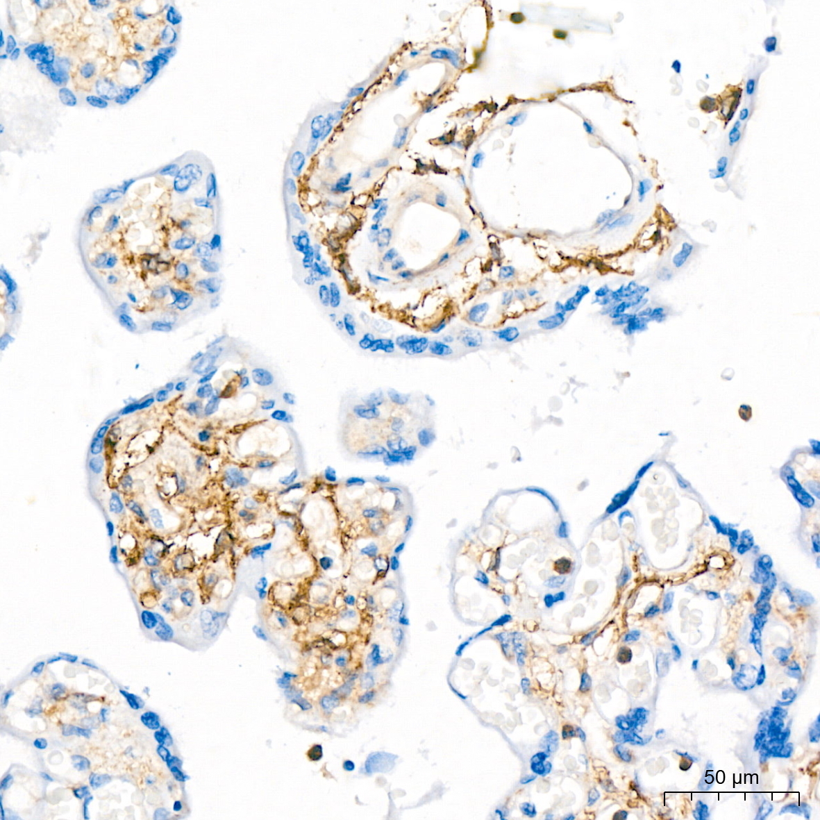 CD13/ANPEP Rabbit Monoclonal Antibody - Image 9