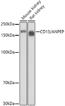 CD13/ANPEP Rabbit Polyclonal Antibody