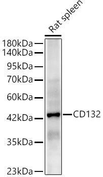 CD132 Rabbit Polyclonal Antibody