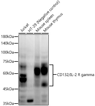 CD132/IL-2 R gamma Rabbit Monoclonal Antibody