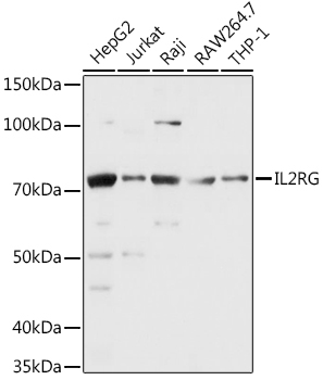 CD132/IL-2 R gamma Rabbit Polyclonal Antibody