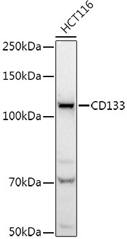 CD133 Rabbit Polyclonal Antibody