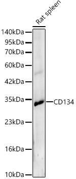 CD134 Rabbit Polyclonal Antibody