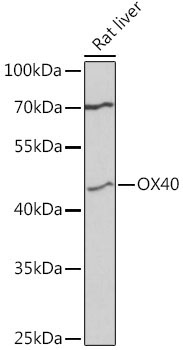 CD134/OX40 Rabbit Polyclonal Antibody