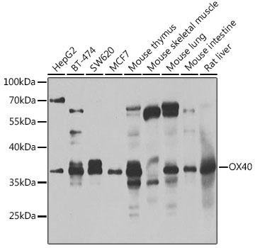 CD134/OX40 Rabbit Polyclonal Antibody