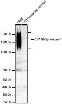CD138/Syndecan-1 Rabbit Monoclonal Antibody