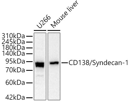 CD138/Syndecan-1 Rabbit Polyclonal Antibody