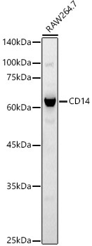 CD14 Rabbit Polyclonal Antibody