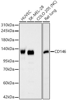 CD146 Rabbit Polyclonal Antibody