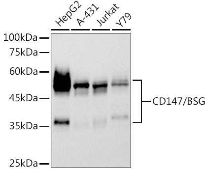 CD147/BSG Rabbit Monoclonal Antibody