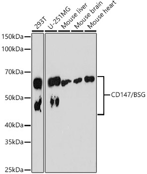 CD147/BSG Rabbit Monoclonal Antibody