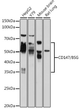 CD147/BSG Rabbit Polyclonal Antibody