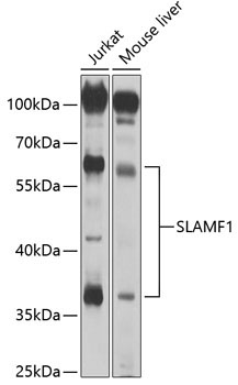 CD150/SLAM Rabbit Polyclonal Antibody
