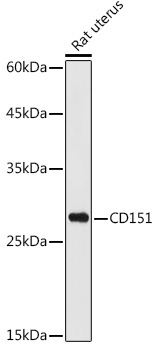 CD151 Rabbit Polyclonal Antibody