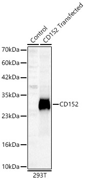 CD152 Rabbit Polyclonal Antibody