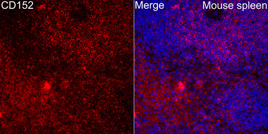 CD152 Rabbit Polyclonal Antibody - Image 2
