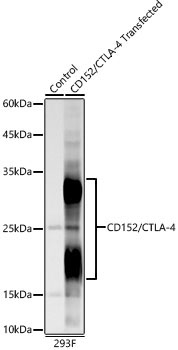 CD152/CTLA-4 Rabbit Monoclonal Antibody