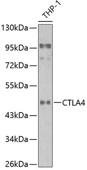 CD152/CTLA-4 Rabbit Polyclonal Antibody