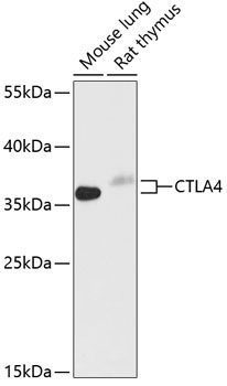 CD152/CTLA-4 Rabbit Polyclonal Antibody