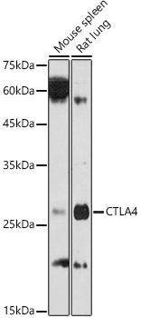 CD152/CTLA-4 Rabbit Polyclonal Antibody