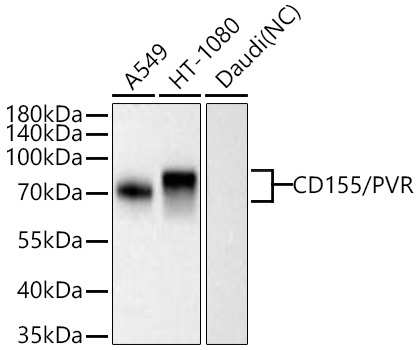 CD155/PVR Rabbit Monoclonal Antibody