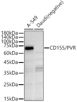 CD155/PVR Rabbit Polyclonal Antibody