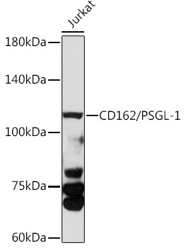 CD162/PSGL-1 Rabbit Polyclonal Antibody