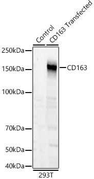 CD163 Rabbit Polyclonal Antibody