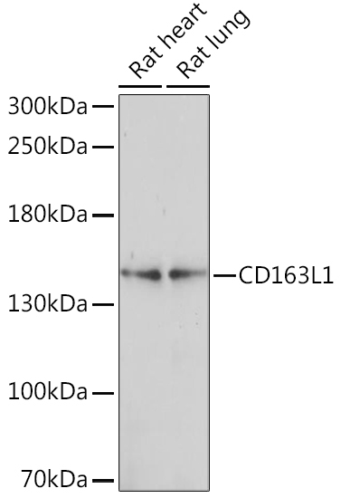 CD163L1 Rabbit Polyclonal Antibody