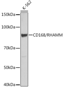 CD168/RHAMM Rabbit Monoclonal Antibody