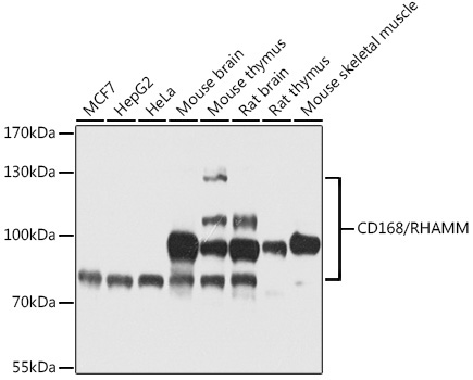 CD168/RHAMM Rabbit Polyclonal Antibody
