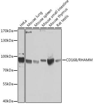 CD168/RHAMM Rabbit Polyclonal Antibody