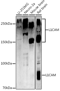 CD171/L1CAM Rabbit Polyclonal Antibody