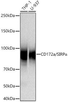 CD172a/SIRPAlpha Rabbit Monoclonal Antibody