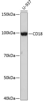 CD18 Rabbit Monoclonal Antibody