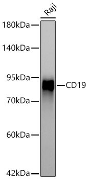 CD19 Rabbit Monoclonal Antibody