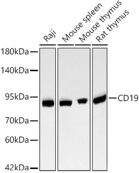 CD19 Rabbit Monoclonal Antibody