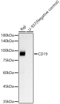 CD19 Rabbit Monoclonal Antibody
