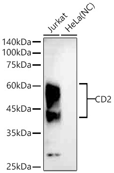 CD2 Rabbit Monoclonal Antibody