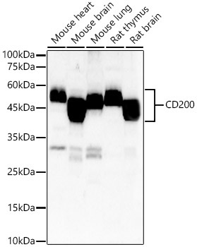 CD200 Rabbit Polyclonal Antibody