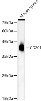 CD201 Rabbit Polyclonal Antibody