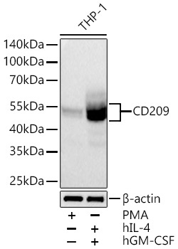 CD209 Rabbit Monoclonal Antibody